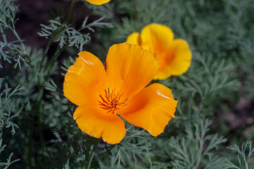 beautiful orange flowers in a private garden