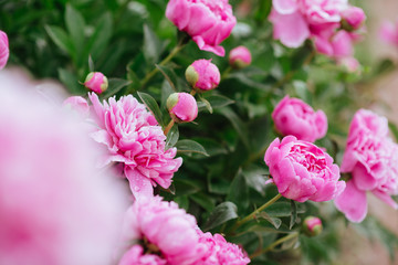 Pink peonies in the garden. Blooming pink peony. Closeup of beautiful pink Peonie flower.