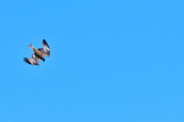 Schwarzmilan bei der Jagd