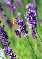 ラベンダーとハチ