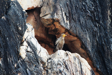 The Egyptian vulture, Neophron percnopterus, also called the white scavenger vulture or pharaoh's chicken