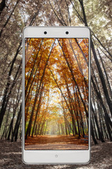 Colorful foliage in the autumn park, smart device concept, improvement of the image to feel real