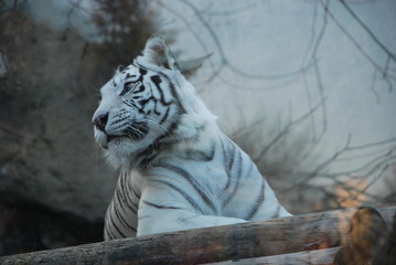 Beautiful white tiger in a Moscow zoo