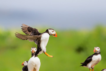 puffin lands on Farne island just off the coast of England near the town of Seahouses - United Kingdom