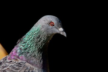 portrait of pigeon