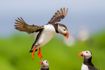 puffin lands on Farne island just off the coast of England near the town of Seahouses - United Kingdom