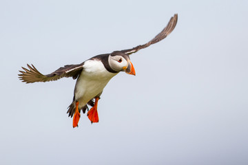 puffin lands on Farne island just off the coast of England near the town of Seahouses - United...