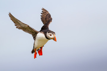 puffin lands on Farne island just off the coast of England near the town of Seahouses - United Kingdom