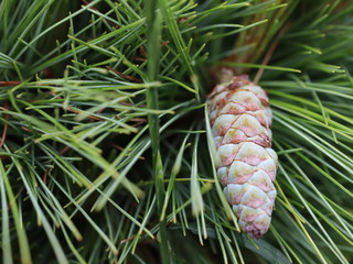 cone on tree