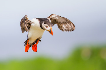 puffin lands on Farne island just off the coast of England near the town of Seahouses - United...