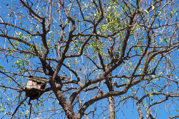 Wooden bird house on a jujube tree.