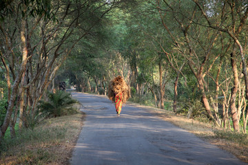 Farmer carries rice from the farm home in Baidyapur, West Bengal, India