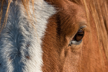 Horse and autumn season, Auvergne, France.