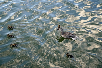 The family is a duck and its ducklings. Pond with a sunny day and waterfowl. good mood.