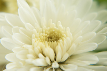 Chrysanthemum flower on white background  close up.