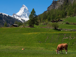 Fototapeta na wymiar Cow on the green field at Zermatt, Switzerland
