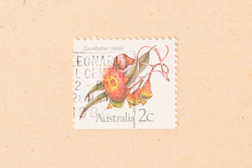 AUSTRALIA - CIRCA 1970: A stamp printed in Australia shows a flower (Eucalyptus Caesia), circa 1970