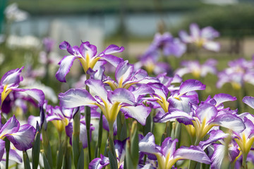 堀切水辺公園の菖蒲　東京都葛飾区