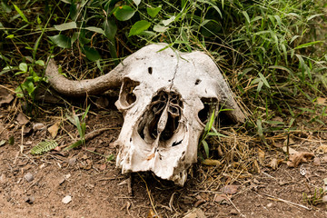 Blue Wildebeest scull in africa laying on ground