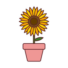 Obraz premium sunflower in pot plant isolated icon