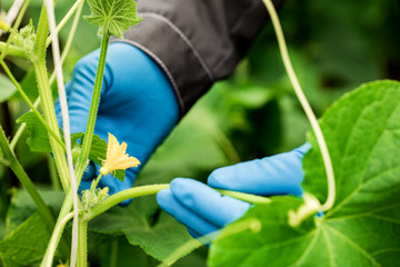 hands farmer or biologist in blue gloves, holding a cucumber.