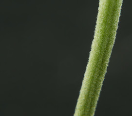 Flower stalk hair