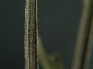 Flower stalk hair withered