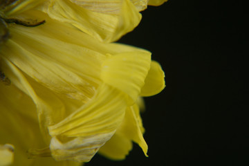 Fototapeta premium Flowers withered, Chrysanthemum, Dendranthemum grandifflora