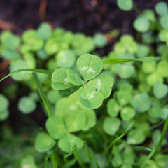 Kleeblatt clover 6 sechsblättrig six-leaf-clover klee glück irland ireland grün rasen weide...