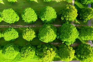 Luftaufnahmen von Laubb&auml;umen in einer Reihe im Taunus