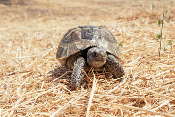 Steppe mediterranean turtle on dry grass