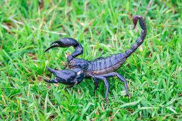 Scorpions on the grass