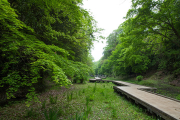 Fototapeta premium 清水渓流広場の遊歩道