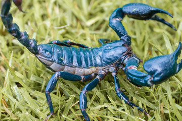 Close up scorpion on the grass