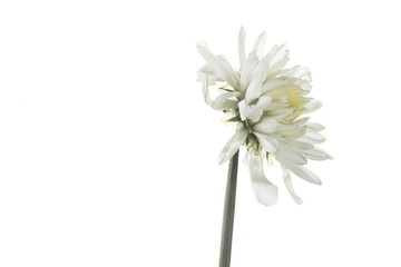 Flowers withered, Chrysanthemum, Dendranthemum grandifflora