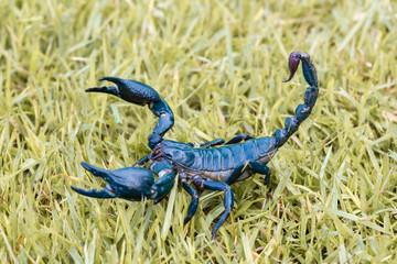 Scorpions on the grass blur