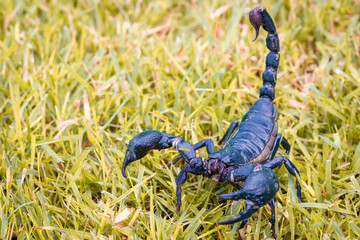 Scorpions on the grass blur