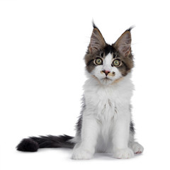 Cute black tabby with white Maine Coon cat kitten with adorable freckle on nose, sitting up facing front. Looking beside lens with greenish eyes. Isolated on white background. Tail beside body.