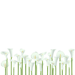 A lot of Calla flowers on a white background. Background. - 275781046