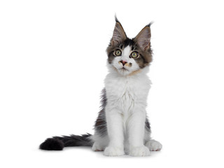 Fototapeta premium Cute black tabby with white Maine Coon cat kitten with adorable freckle on nose, sitting up facing front. Looking to the side with greenish eyes. Isolated on white background. Tail beside body.