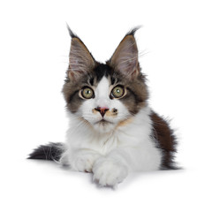 Cute black tabby with white Maine Coon cat kitten with adorable freckle on nose, laying down facing front. Looking at lens with greenish eyes. Isolated on white background.