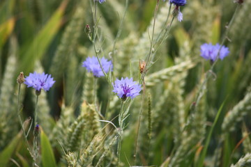 Kornblumen blau