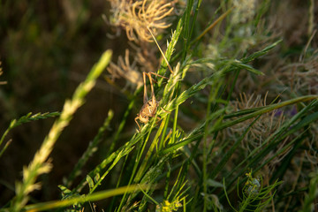 flowering meadows of the south of Russia. Rostov region