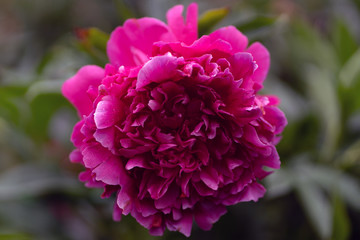 макро фото розвого пиона на фоне листвы