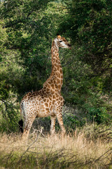 Giraffe standing in front of green bushes in africa