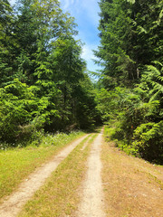 Obraz premium Forrestroad Galliano Island