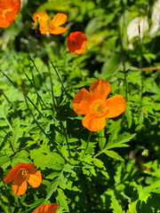 Orange flower 2