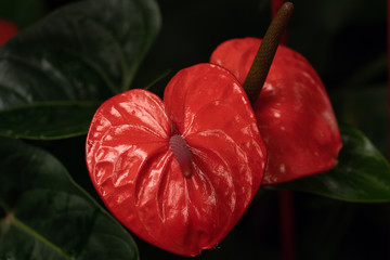 red anthurium leaf in macro