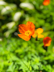 Orange flower