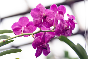  photo of purple orchid in macro against foliage